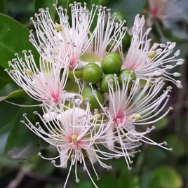 kapar-zywoplotowy-jadalne-kwiaty-capparis-sepiaria-var-citrifolia-5-nasion