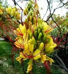 brezylka-cytrynowa-erythrostemma-gilliesii-1-nasiono