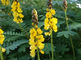 straczyniec-oskrzydlony-senna-alata-cassia-10-nas
