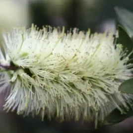 rzadki-kuflik-bialy-melaleuca-lophantha-100-nasion