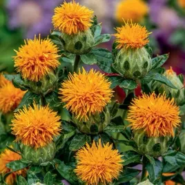 krokosz-barwierski-na-rabate-do-wazonu-i-na-suche-bukiety-carthamus-30-nasi