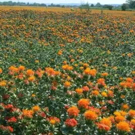 miododajna-krokosz-barwierski-od-50-do-80-kg-ha-carthamus-tinctorius-1-kg