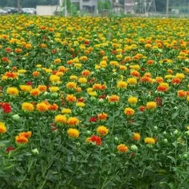 miododajna-krokosz-barwierski-do-80kg-ha-carthamus-tinctorius-100-gram