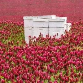 miododajna-koniczyna-krwistoczerwona-inkarnatka-trifolium-incarnatum-1-kg