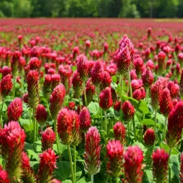 miododajna-koniczyna-krwistoczerwona-inkarnatka-trifolium-incarnatum-100-g