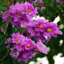 lagerstremia-floribunda-tajski-mirt-lagerstroemia-floribunda-20-nasion