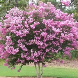 lagerstremia-macrocarpa-duze-lawendowe-kwiaty-lagerstroemia-20-nasion