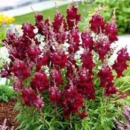 lwia-paszcza-wysoka-karminowa-antirrhinum-majus-maximum-500-nasion