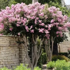 lagerstremia-wietnamska-werbena-lagerstroemia-thorelii-20-nasion