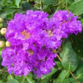 lagerstroemia-speciosa-purpurowa-lagerstroemia-speciosa-20-nasion