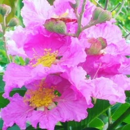 lagerstroemia-speciosa-rozowa-lagerstroemia-speciosa-pink-20-nasion