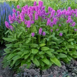 miododajny-czysciec-lekarski-bukwica-zwyczajna-stachys-officinalis