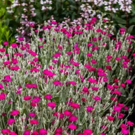 firletka-kwiecista-srebrne-pedy-i-purpurowe-kwiaty-lychnis-coronaria