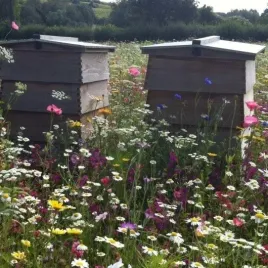 mieszanka-miododajnych-bee-lucky-szczesliwa-pasieka-1-kg-nasion