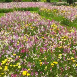 mieszanka-miododajnych-bee-lucky-szczesliwa-pasieka-100-g-nasion