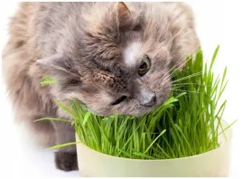 owies-dla-kota-witaminy-i-mikroelementy-avena-sativa-nasiona-30-gram