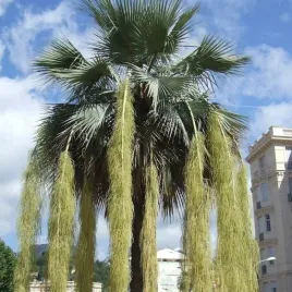 palma-brahea-armata-blue-hesper-mrozoodporna-do-18-c-do-ogrodu-1-nasiono