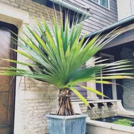 rzadki-pandanus-monotheca-giant-screw-pine-pandanus-monotheca-2-nasiona