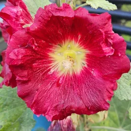 malwa-figolistna-czerwona-mrozoodporna-alcea-ficifolia-red-10-nasion