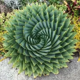 aloes-spiralny-wyjatkowy-i-rzadki-gatunek-do-domu-aloe-polyphylla-3-nasiona