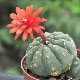 kaktus-matucana-madisoniorum-czerwony-matucana-madisoniorum-10-nasion