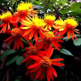 ogniste-pnacze-do-ogrodu-i-na-balkon-pseudogynoxys-chenopodioides-5-nasion