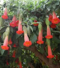 bielun-datura-hot-red-anielskie-traby-brugmansia-sanguinea-hot-red-nasiona