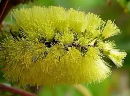 albizia-lophantha-paraserianthes-lophantha-10-nasion