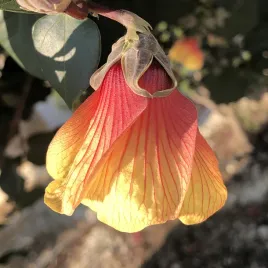 ketmia-lipowata-do-domu-i-na-taras-hibiscus-tiliaceus-3-nasiona