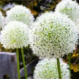 czosnek-olbrzymi-bialy-do-ogrodu-i-donicy-allium-giganteum-5-nasion