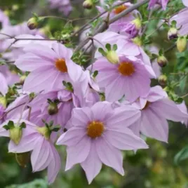 weeping-tree-dahlia-rozowa-placzaca-dalia-drzewiasta-dahlia-australis-pink