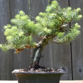 jodla-koreanska-na-bonsai-25-nasion-abies-koreana