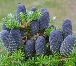 jodla-koreanska-abies-koreana-25-nasion-mrozoodporna-do-ogrodu-i-na-taras