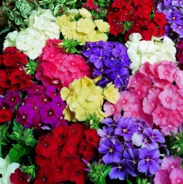 floks-drumonda-phlox-drummondii-mix-kolorow-nasiona-500-sztuk