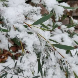 eukaliptus-gorski-mrozoodporny-do-10-c-eucalyptus-moorei-nana-5-nasion