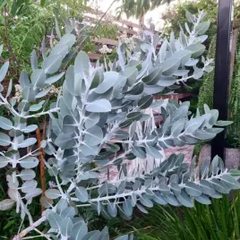 mrozoodporny-niebiesko-szarymi-eukaliptus-pleurocarpa-eucalyptus-5-nasion