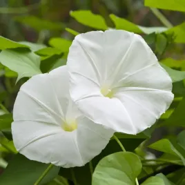 powoj-wilec-bialy-jednoroczne-pnacze-ipomoea-alba-100-nasion