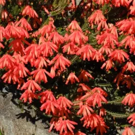 mrozoodporny-wrzosiec-afrykanski-czerwony-erica-cerinthoides-10-nasion