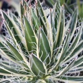 mrozoodporna-agawa-schidigera-agave-schidigera-white-stripe-3-nasiona