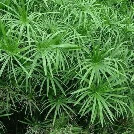 papirus-cibora-do-oczka-wodnego-i-akwarium-cyperus-alternifolius-50-nasion