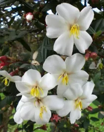 lepidota-tibouchina-alba-kwiat-ksiezniczki-andow