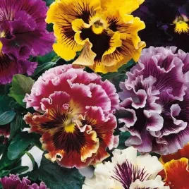 bratek-wielkokwiatowy-rokoko-mix-kolorow-viola-x-wittrockiana-150-nasion