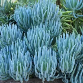 niebieskie-kredki-plozacy-sukulent-senecio-mandraliscae-10-nasion