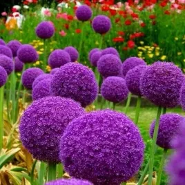 czosnek-olbrzymi-fioletowy-do-ogrodu-i-donicy-allium-giganteum-5-nasion