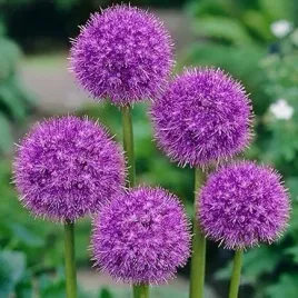 czosnek-ozdobny-fioletowy-mrozoodporny-do-ogrodu-i-donicy-allium-5-nasion