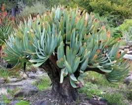 aloes-fan-aloe-aloe-plicatilis-kumara-plicatilis-nasiona-5-sztuk