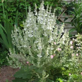 szalwia-etiopska-na-tereny-suche-salvia-aethiopis-100-nasion