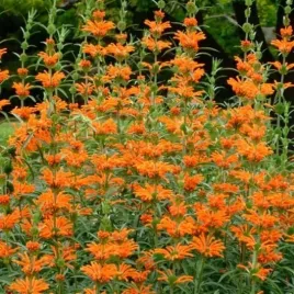 leonotis-kocimietkolistny-ucho-lwa-leonotis-nepetifolia-10-nasion