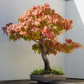 ambrowiec-amerykanski-na-bonsai-liquidambar-styraciflua-50-nasion