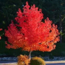 ambrowiec-amerykanski-teczowe-drzewo-liquidambar-styraciflua-50-nasion